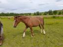 Ponette Welsch 14 ans
