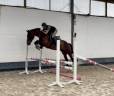 Joli hongre kwpn de 4 ans