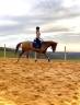 KWPN - hongre, 15 ans