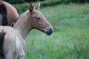 Poulain Pure race espagnole