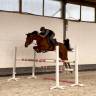 Joli hongre, zangersheide, 5 ans, 1m62