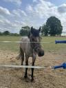 Poulain de 2 ans et demi 