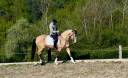jument pure race lusitanienne 