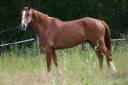Hongre 6 ans sf 1m68
