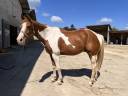 Hongre Paint Tobiano 14 ans pleins papiers