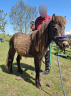 PONEY CURLY