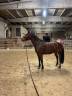 Jument de 8 ans pour amateur