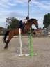 JUMENT CSO 12 ans a vendre 