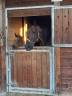Ecurie à Vendre 7 hectares 