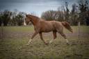 Poulain dressage 