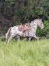 Magnifique Appaloosa Léopard ApHC - Hongre PP - 4 ans 