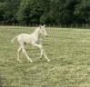 Cheval lusitanien OC