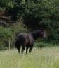 Cheval d'extérieur 