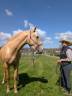 OTE OLIVARES , PRE à la robe palomino 3 ans