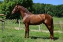 IMPERIAL - PRE 3 ans, cheval d'avenir