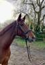Magnifique jument kwpn de 6 ans 1m67