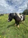 Hongre Irish Cob 4 ans