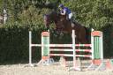Hongre 11 ans, Selle-Français, CSO 120-125