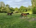 Pension chevaux