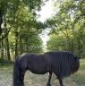Ponette shetland pleins papiers 
