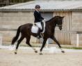 Jument KWPN (6 ans)