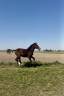 Poulain 1 an 