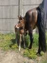 Poulain SF 