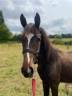 Poulain de 1ans Candy/Flipper 