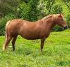 PONETTE CONNEMARA PART BRED 6 ANS