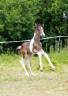 Poulain SF par IELDORADO VAN DE RIB (x BALOU DU ROUET)