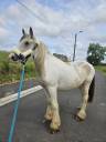 Jument irish cob pleins papier.