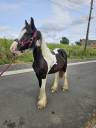 Poulain irish cob