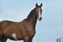 Hongre dressage/hunter 