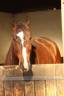 Cheval d une vie !
