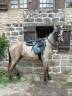 Jeune poney entier 