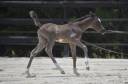 Poulain Cheval Etalon Arabe DSA 98.5% Noir Homozygote