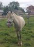 Poney hongre welsh part-bred 3 ans taille B