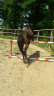 BABOA poney de 1m37 