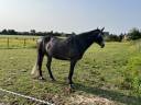 Cheval de 6 ans