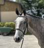 Hongre SF 3 ans par Cabachon