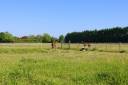 Ecurie mixte sport/courses/loisirs SAINT JEAN D'ANGELY