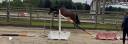 Poney 2 ans 