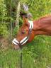 Hongre trotteur 14 ans