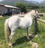Cheval Camargue