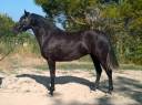 Magnifique Jument Pure Race Espagnole