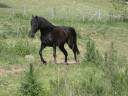 Jument Rocky Mountain Horse de 5ans