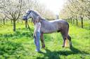 Trueno - beau poney espagnol