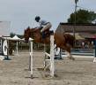 Kraker hongre de 5 ans