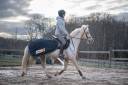 Ponette Welsh Cob 6 ans