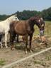 Pouliche 2 ans 